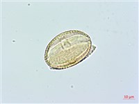 登錄號:BS02365藏品圖，第2張