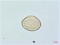 登錄號:BS02365藏品圖，第3張