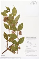 登錄號:BS02366藏品圖，第1張