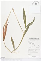 登錄號:BS02368藏品圖，第1張