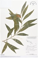 阿列克栲藏品圖，第1張