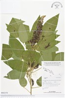 登錄號:BS02370藏品圖，第1張