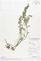 矮冷水麻藏品圖，第1張