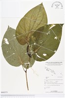 登錄號:BS02373藏品圖，第1張