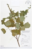 野棉花藏品圖，第1張