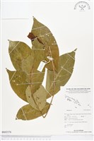 登錄號:BS02376藏品圖，第1張