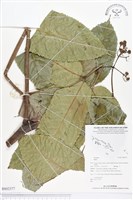 登錄號:BS02377藏品圖，第1張