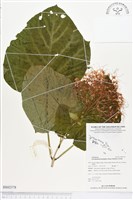 龍船花藏品圖，第1張