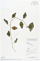 登錄號:BS02379藏品圖，第1張