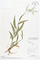 登錄號:BS02380藏品圖，第1張