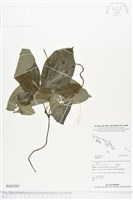 登錄號:BS02381藏品圖，第1張