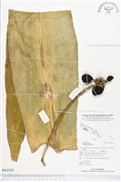 文珠蘭藏品圖，第1張