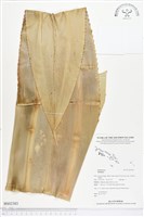 登錄號:BS02383藏品圖，第1張