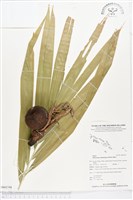 所羅門西谷椰藏品圖，第1張