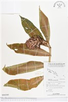 絹毛鳶尾、閉鞘薑藏品圖，第1張