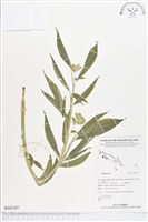 登錄號:BS02387藏品圖，第1張