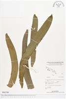 登錄號:BS02388藏品圖，第1張