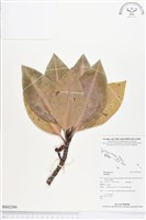 登錄號:BS02389藏品圖，第1張