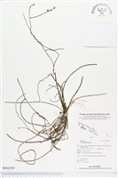 無根草藏品圖，第1張
