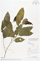 登錄號:BS02393藏品圖，第1張