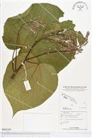 克蘭樹藏品圖，第1張