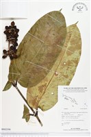 登錄號:BS02396藏品圖，第1張