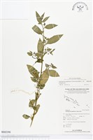 細葉水丁香藏品圖，第1張