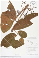 登錄號:BS02400藏品圖，第1張