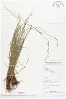 登錄號:BS02403藏品圖，第1張