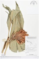 登錄號:BS02406藏品圖，第1張