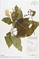 登錄號:BS02409藏品圖，第1張