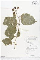 登錄號:BS02410藏品圖，第1張