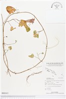 海牽牛藏品圖，第1張