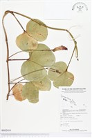 馬鞍藤藏品圖，第1張