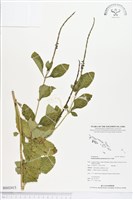 牙買加長穗木藏品圖，第1張