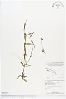 登錄號:BS02416藏品圖，第1張