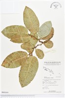 白肉榕藏品圖，第1張