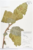 登錄號:BS02420藏品圖，第1張