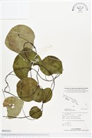 蘭嶼千金藤藏品圖，第1張