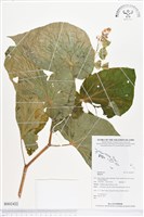 登錄號:BS02422藏品圖，第1張