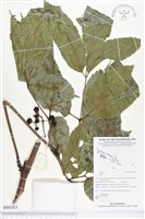 登錄號:BS02423藏品圖，第1張