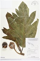 登錄號:BS02424藏品圖，第1張