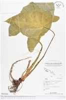 登錄號:BS02426藏品圖，第1張