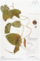 登錄號:BS02427藏品圖，第1張