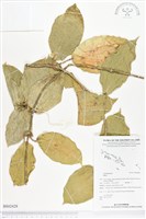 登錄號:BS02428藏品圖，第1張