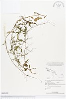 登錄號:BS02429藏品圖，第1張