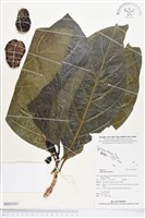 檄樹、諾麗果藏品圖，第1張