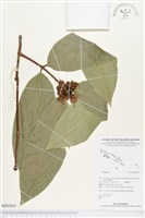 登錄號:BS02432藏品圖，第1張