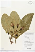 棋盤腳樹藏品圖，第1張