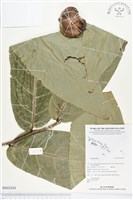 登錄號:BS02434藏品圖，第1張